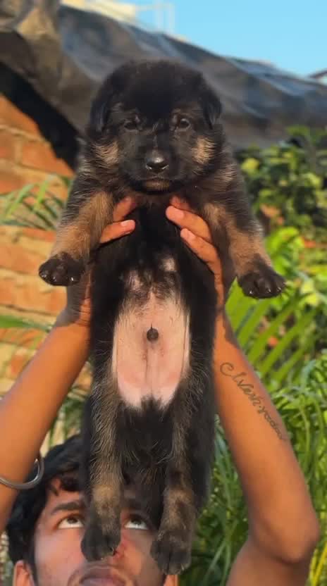 German Shepherd Puppy, farm video