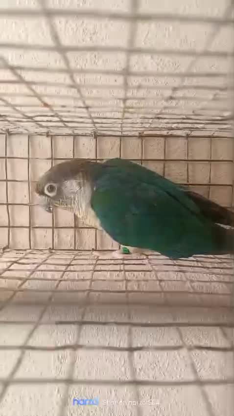 Small Cheek Conure, farm video