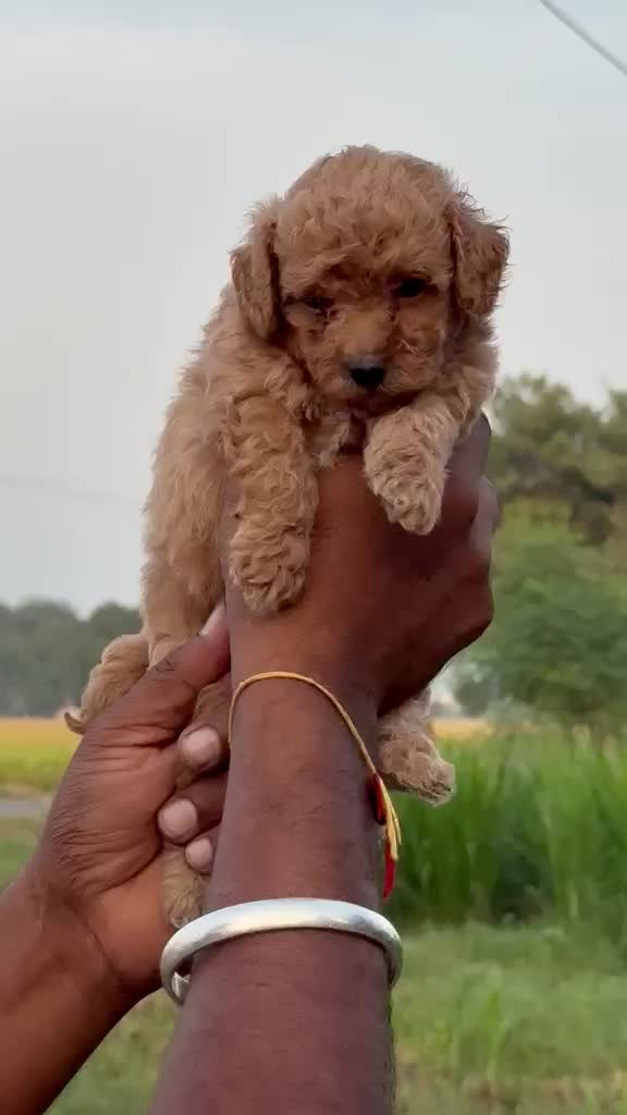 Standard Poodle Puppy | White, farm video
