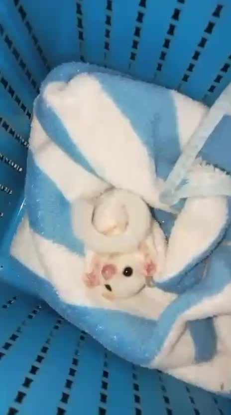 Sugar Glider | White (Lucy), farm video