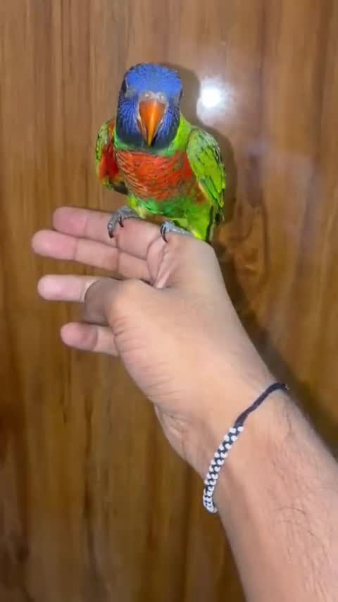 Chattering Lorikeet, farm video
