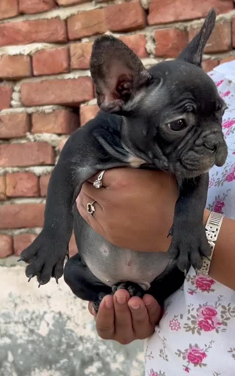 French Bulldog Puppy, farm video