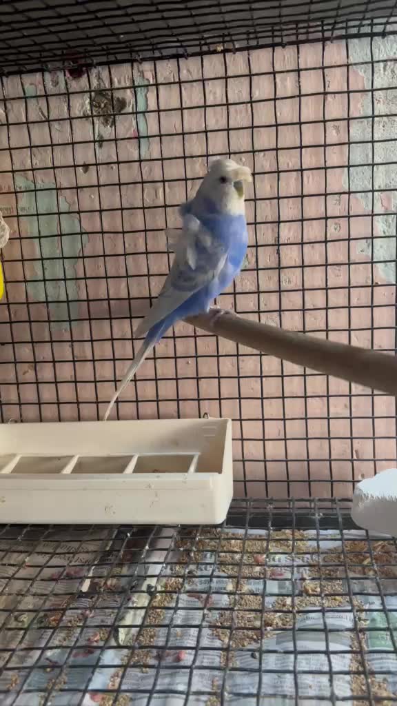 Homer Pigeon, farm video