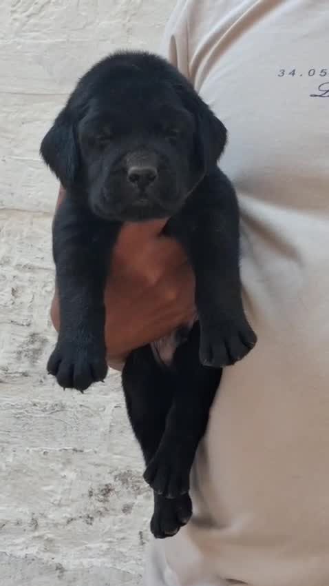 Beagle Black & Tan Puppy, farm video