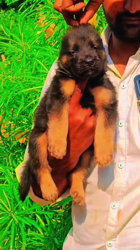 German Shepherd Puppy, farm video