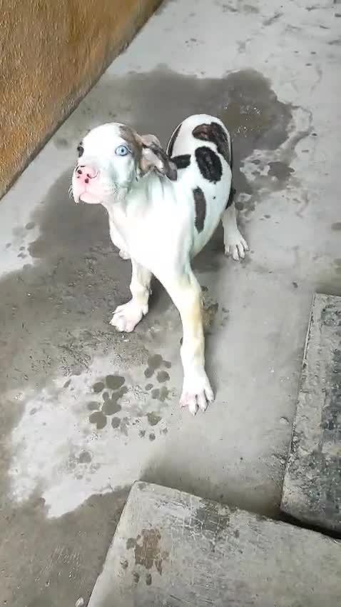 Great Dane Puppy, farm video