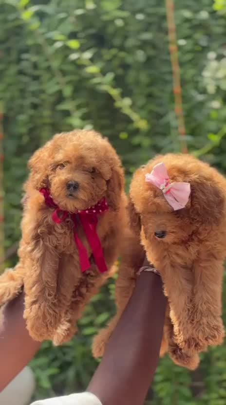 Toy Poodle Puppy, farm video