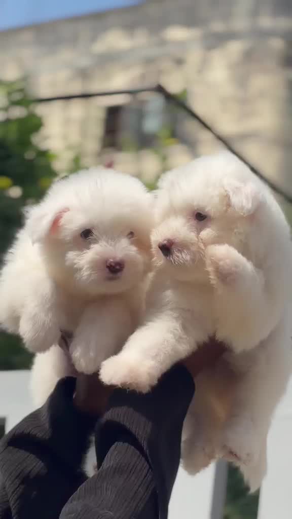 Lhasa Apso Puppies, farm video