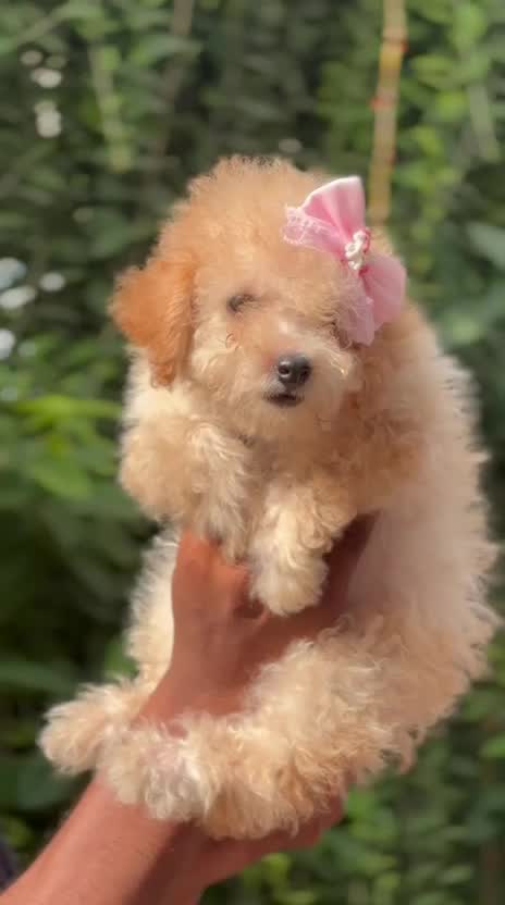 Maltipoo Puppy, farm video