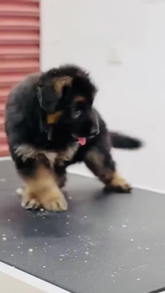 German Shepherd Puppy, farm video