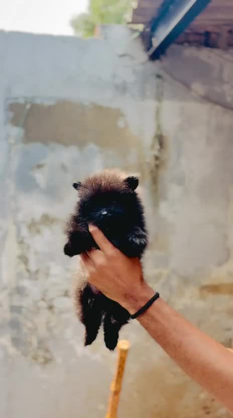 Pomeranian Puppy, farm video