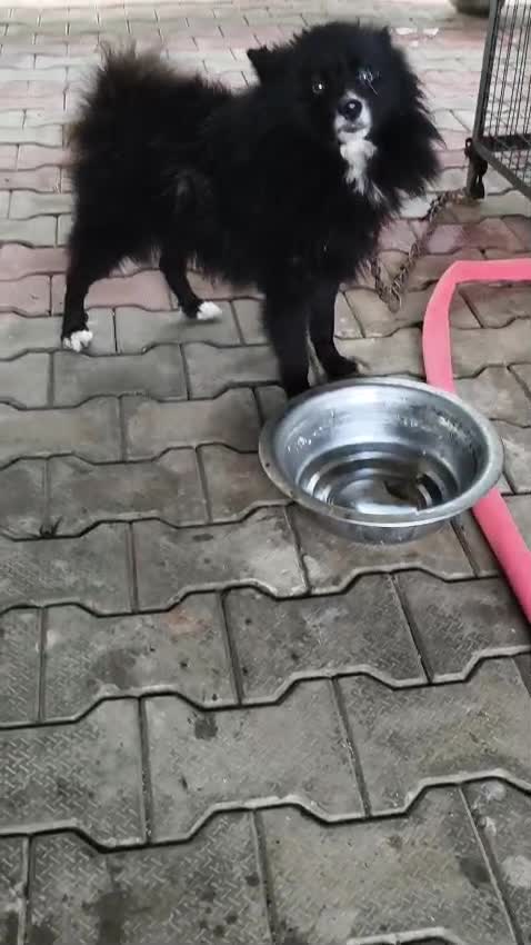 Culture Toy Pom Puppy, farm video
