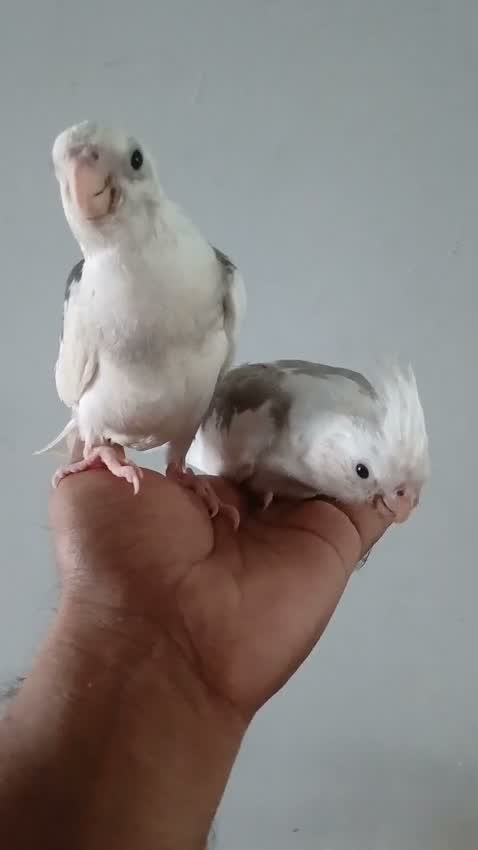 Cockatiel | Pied, farm video