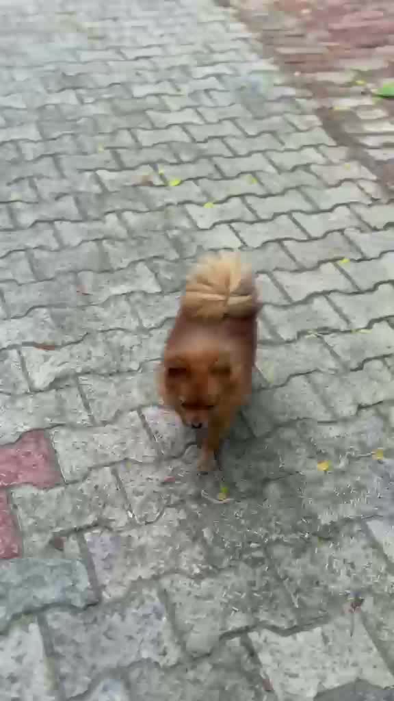 Culture Pom Puppy, farm video