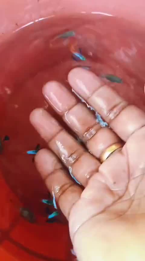 Dumbo Rat, farm video