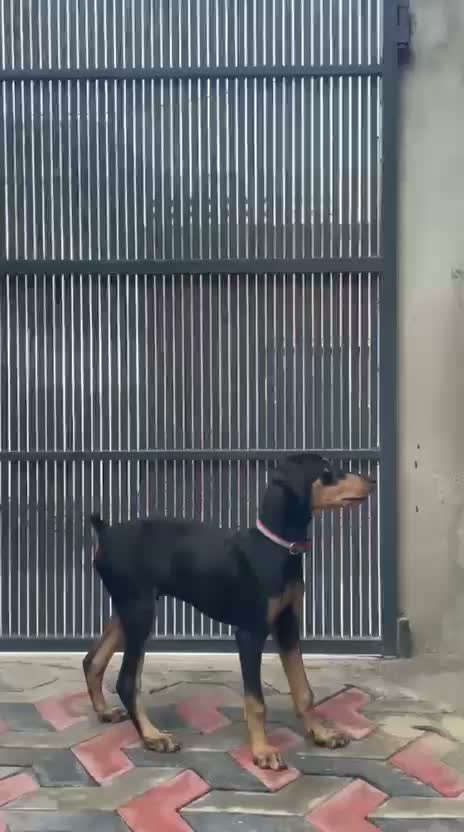 Doberman Pinscher Puppy, farm video