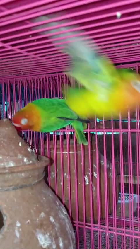 Cockatiel, farm video