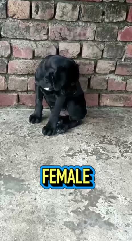 Cane Corso Puppy, farm video