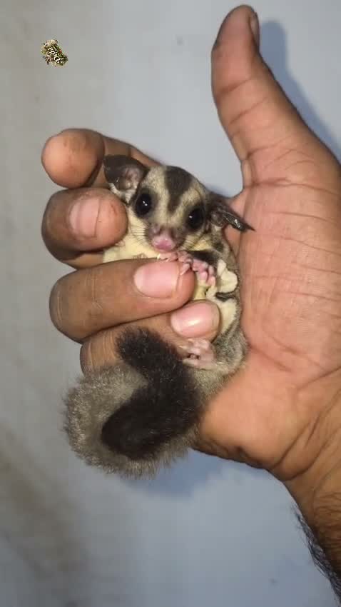 Sugar Glider | Grey, farm video