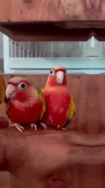 Pineapple Headed Conure, farm video