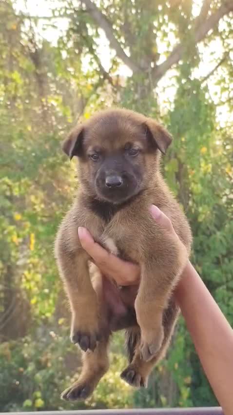 Belgian Malinois Puppy, farm video