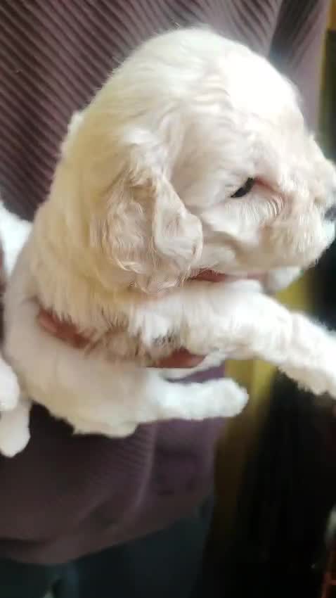 Standard Poodle Puppy, farm video