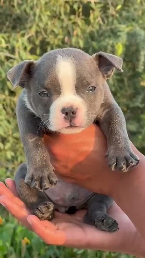 American Bully Pocket Size Puppy, farm video