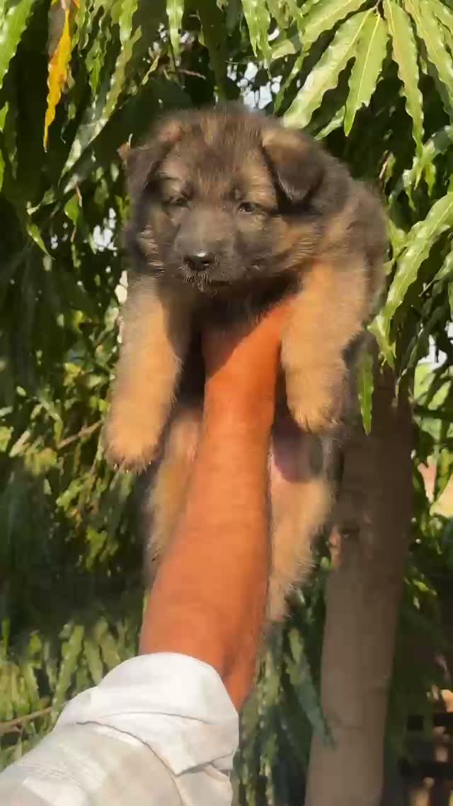 German Shepherd Puppy, farm video