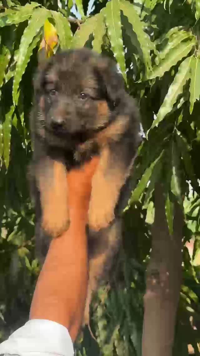 German Shepherd Puppy, farm video