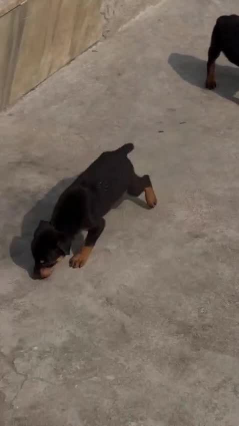 European Doberman Puppy, farm video