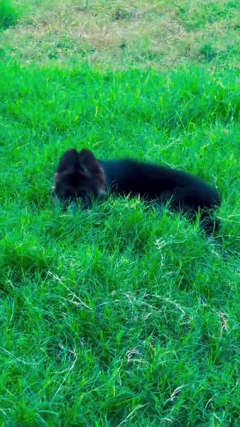 German Shepherd Puppy, farm video