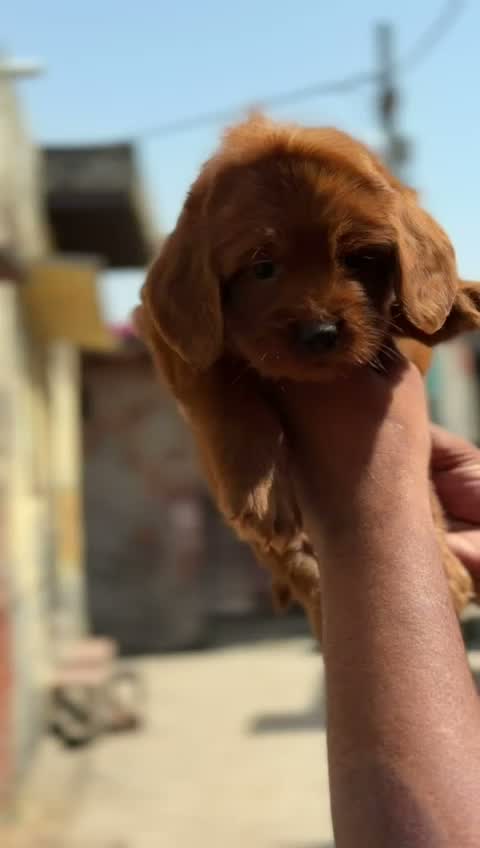 Doodle, farm video