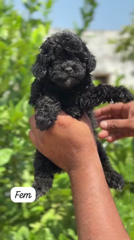Toy Poodle Puppy, farm video