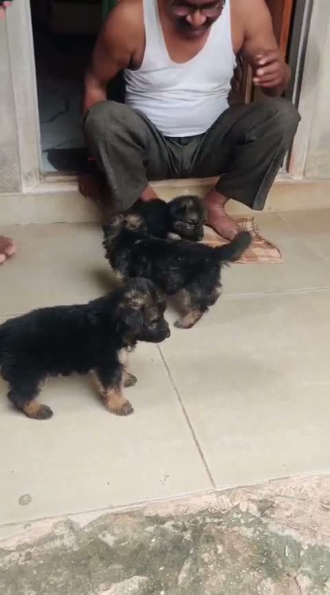 German Shepherd Puppy, farm video