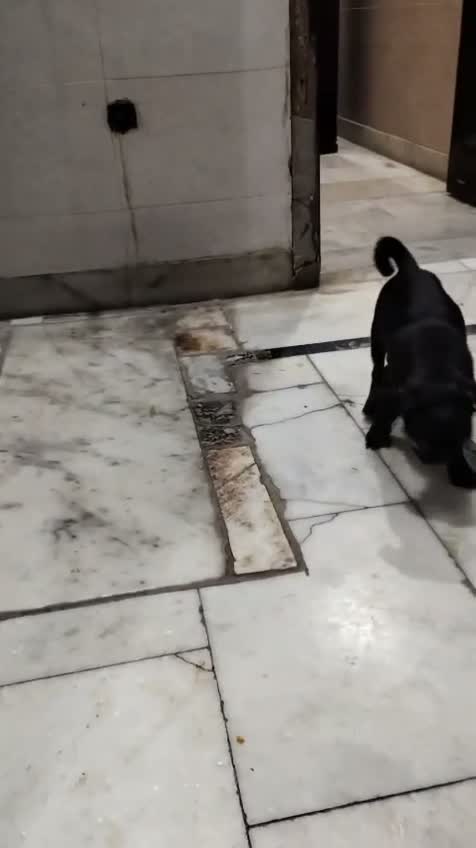 Pug Puppy, farm video