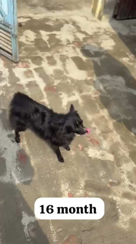Pomeranian Puppy, farm video