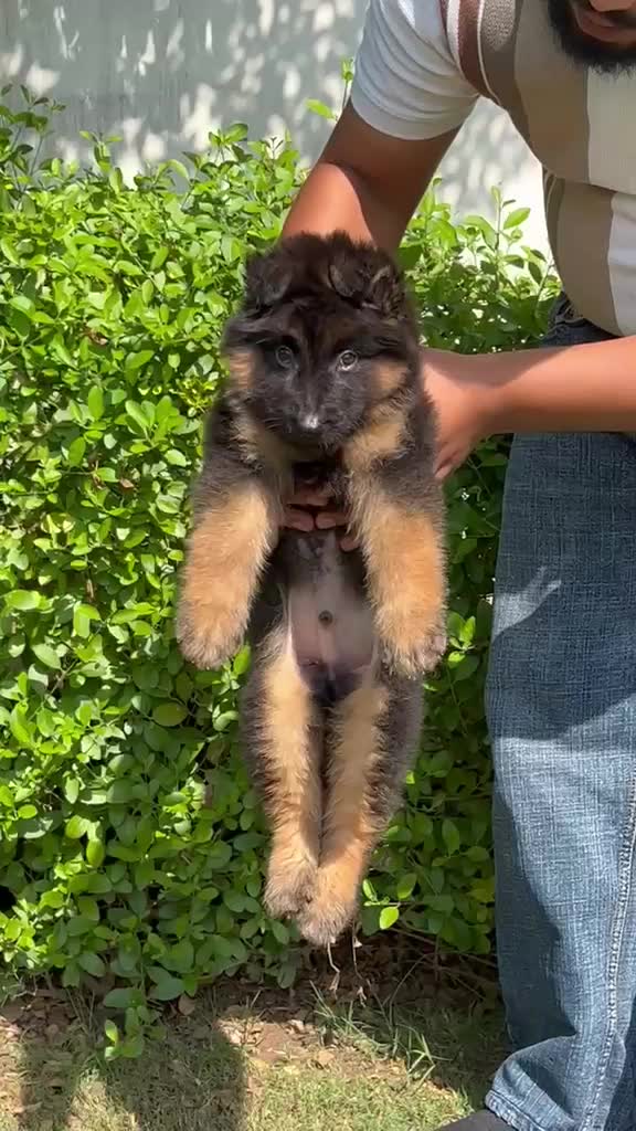 German Shepherd Puppy, farm video