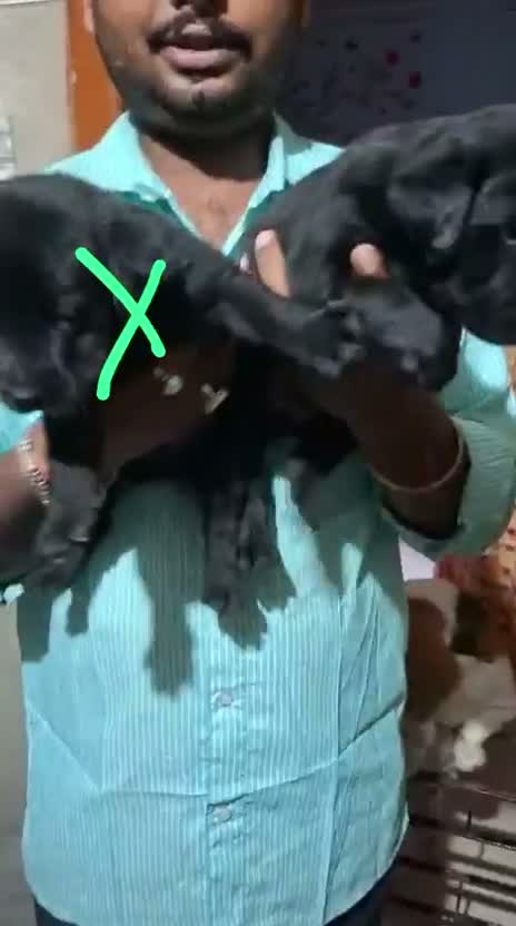 Beagle Black & Tan Puppy, farm video