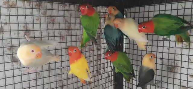 Guinea Pig Babies, farm video
