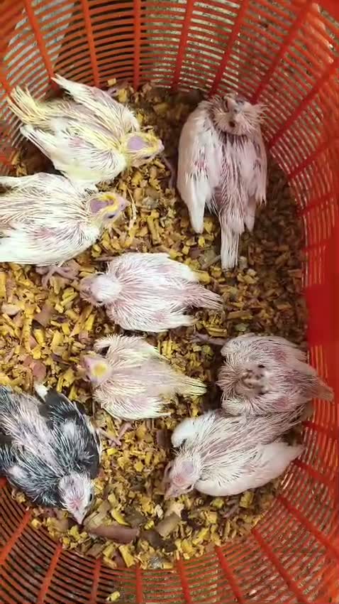 Cockatiel, farm video