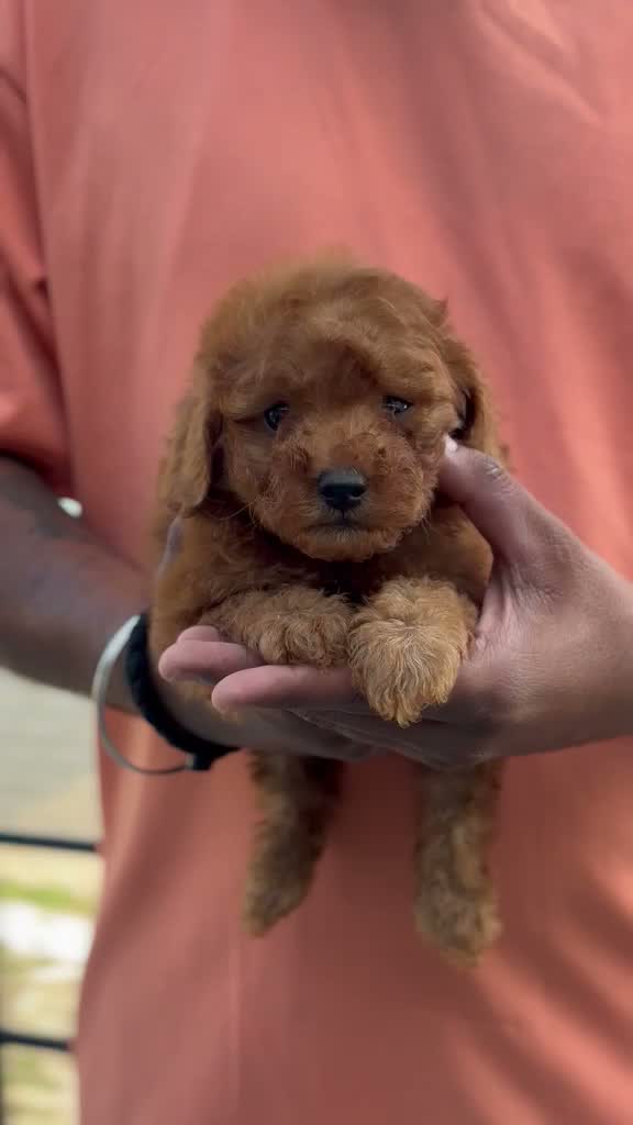 Standard Poodle Puppy, farm video