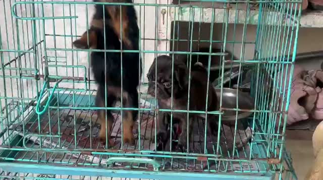 Pug Puppy, farm video