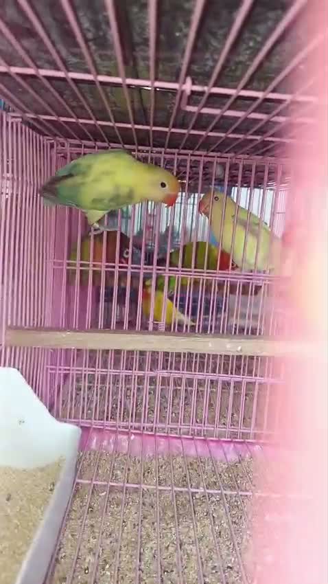 African Love Birds, farm video