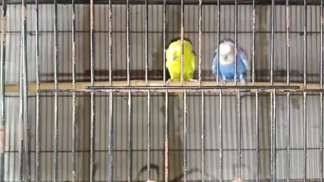 Lakka Pigeon, farm video