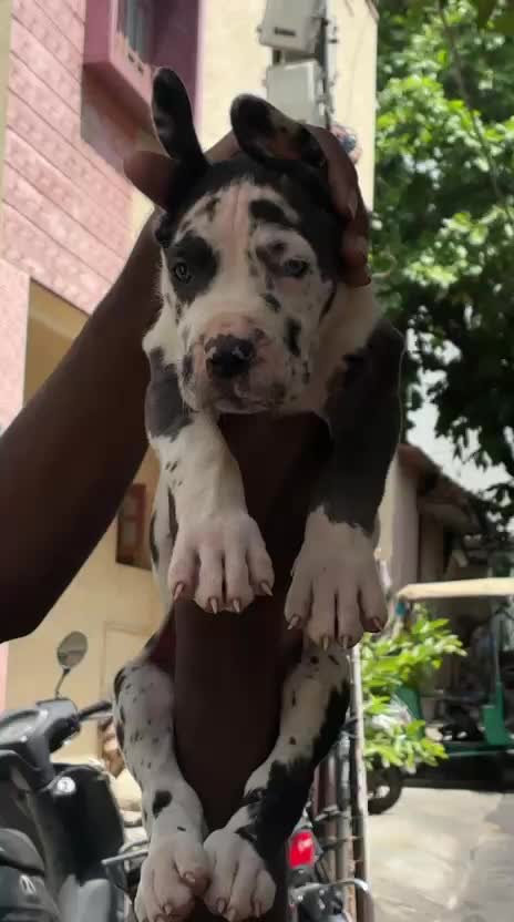 Dachshund Puppy | Brown, farm video