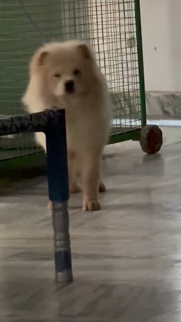 Chow Chow Puppies, farm video