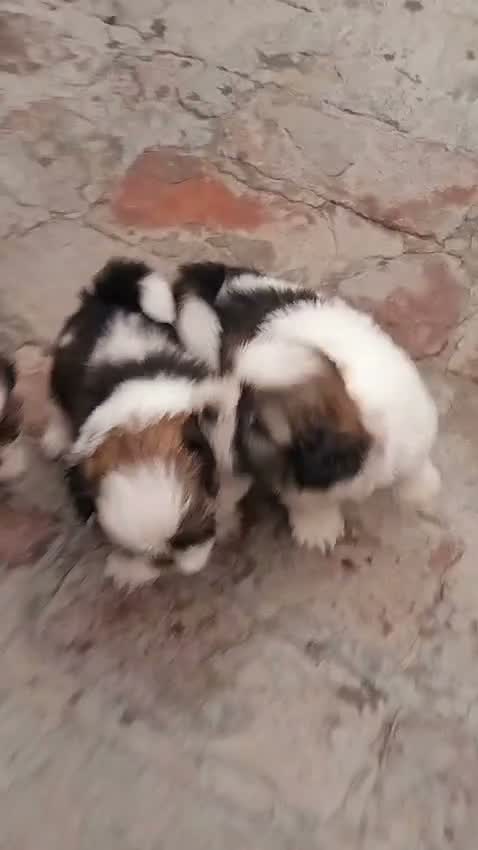 Shih Tzu | Black Color, farm video