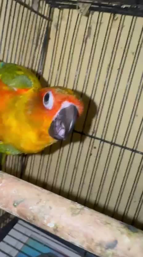 Sun Conure, farm video