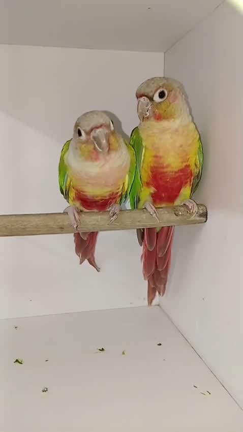 Small Cheek Conure, farm video