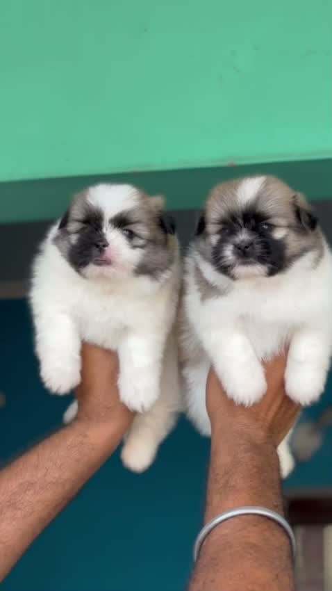 Shih Tzu | Black Color, farm video